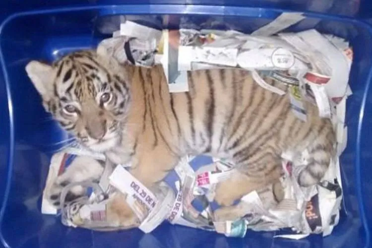 anak harimau benggala dalam sebuah paket.jpg