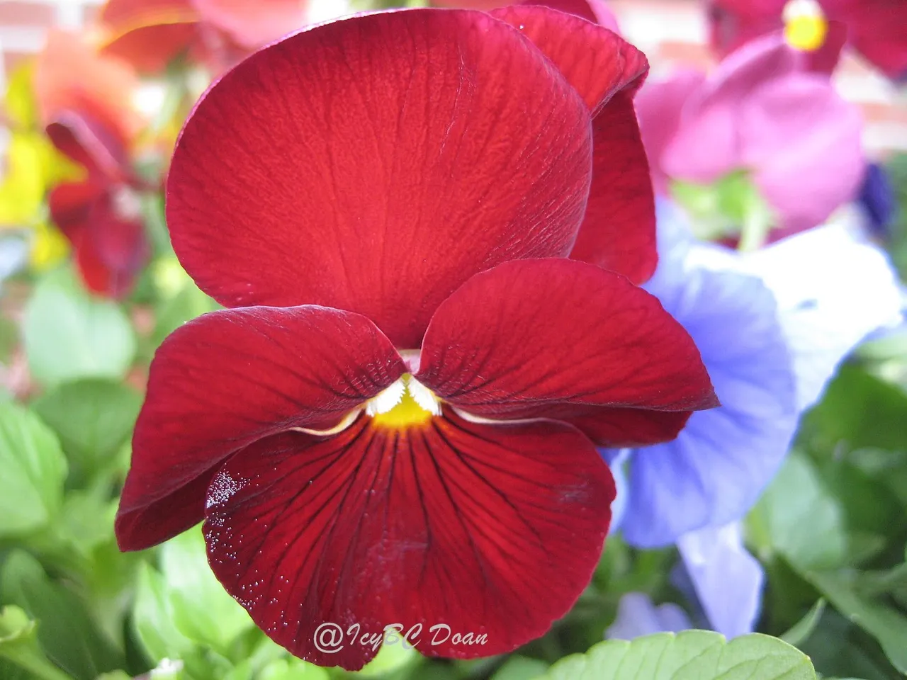 red flowers 1.JPG