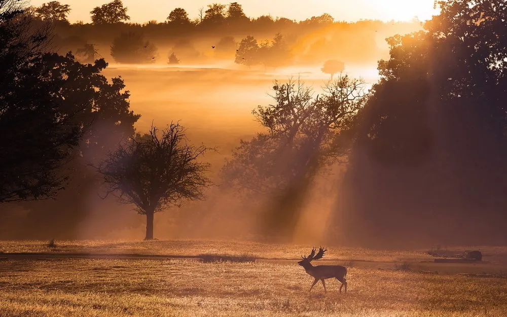 deer-sunset-landscape.jpg