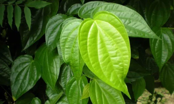 daun-sirih.jpg