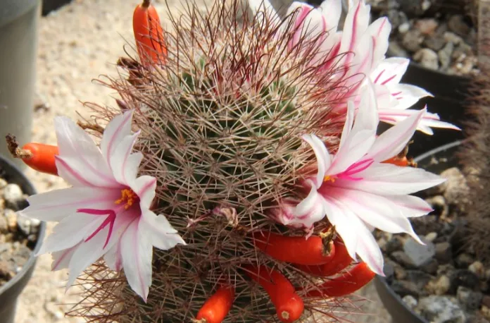 Mammillaria fraileana.png