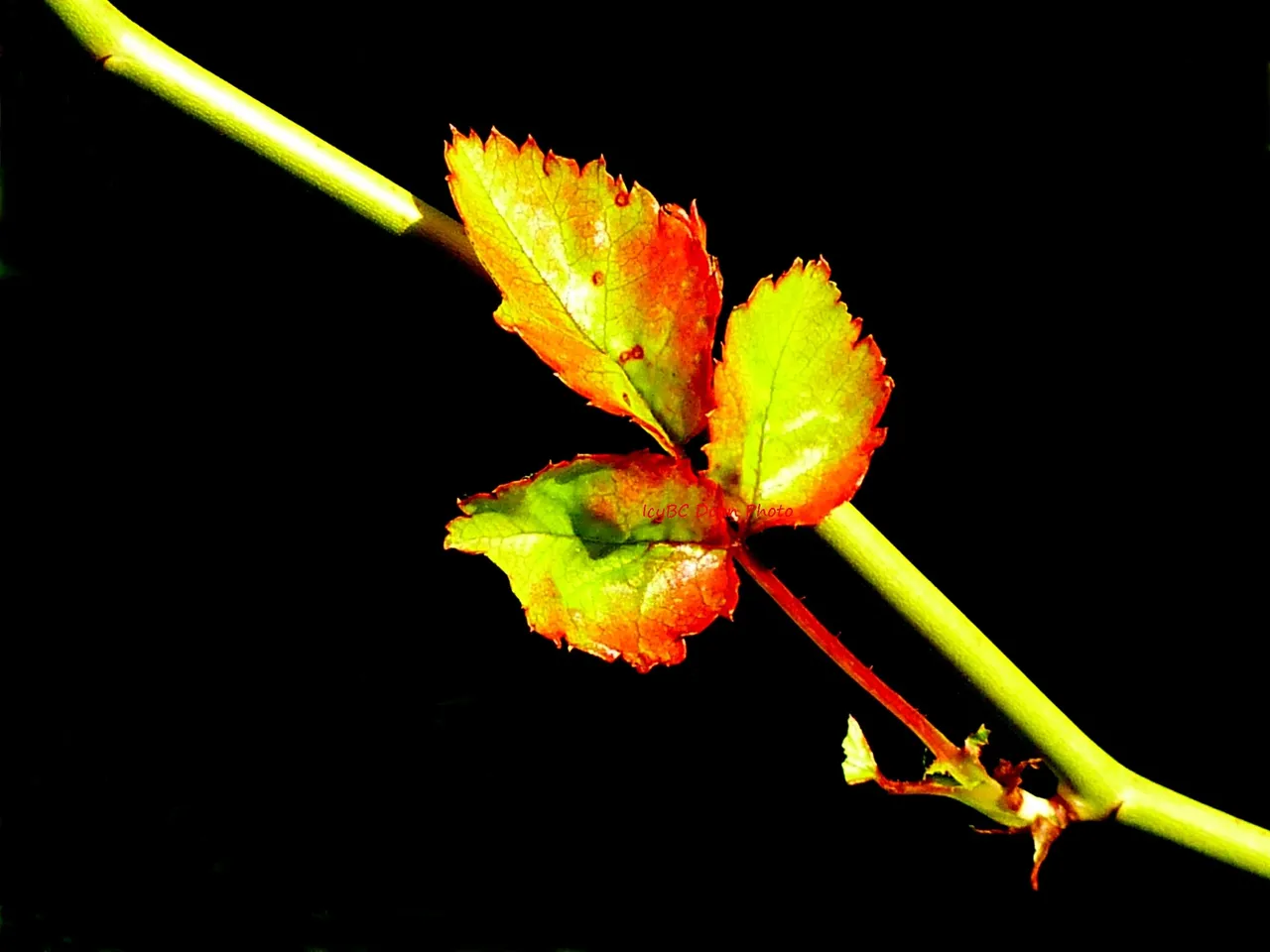 Young rose leaves.JPG