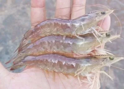 udang vaname.jpg