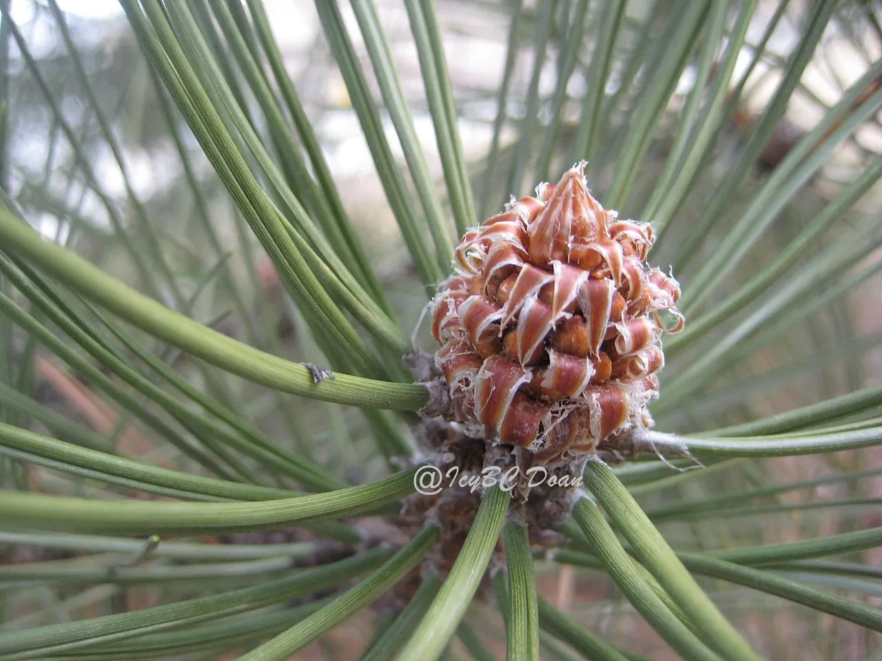 pine cone.JPG