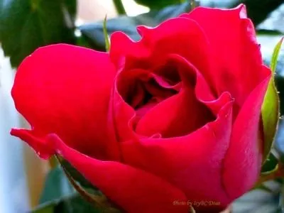 P1000130-red rose.JPG