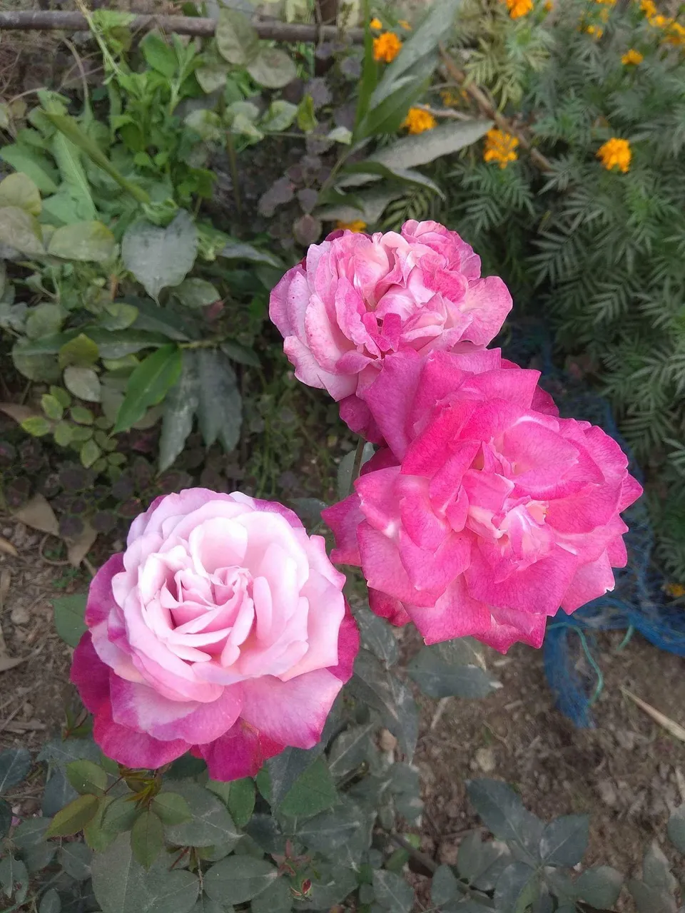 received_1911321185865011.jpeg