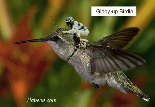 funny.photo.1242.jpg