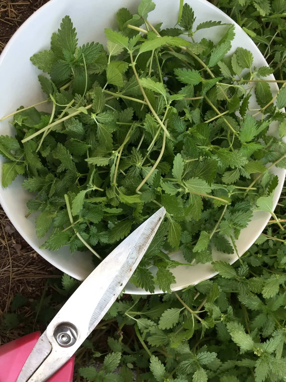 Nettle harvest.jpg