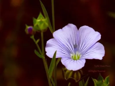 Weed Flower At Dusk.JPG