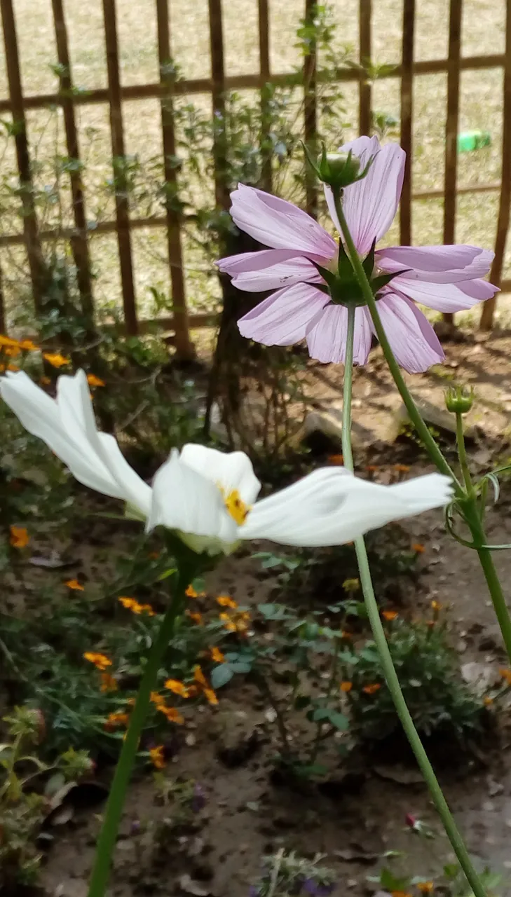 IMAG0223.jpg