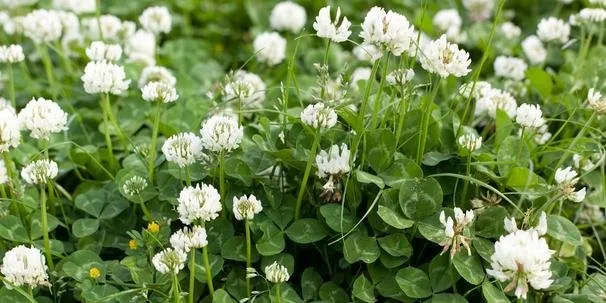 white-clover-article-img.jpg