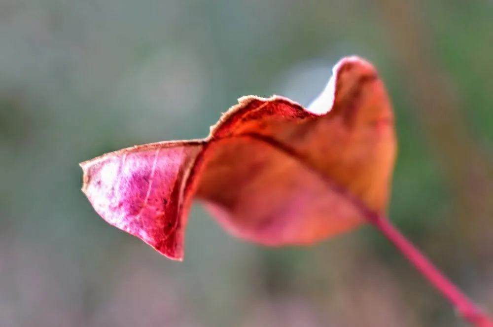 leaff e.JPG