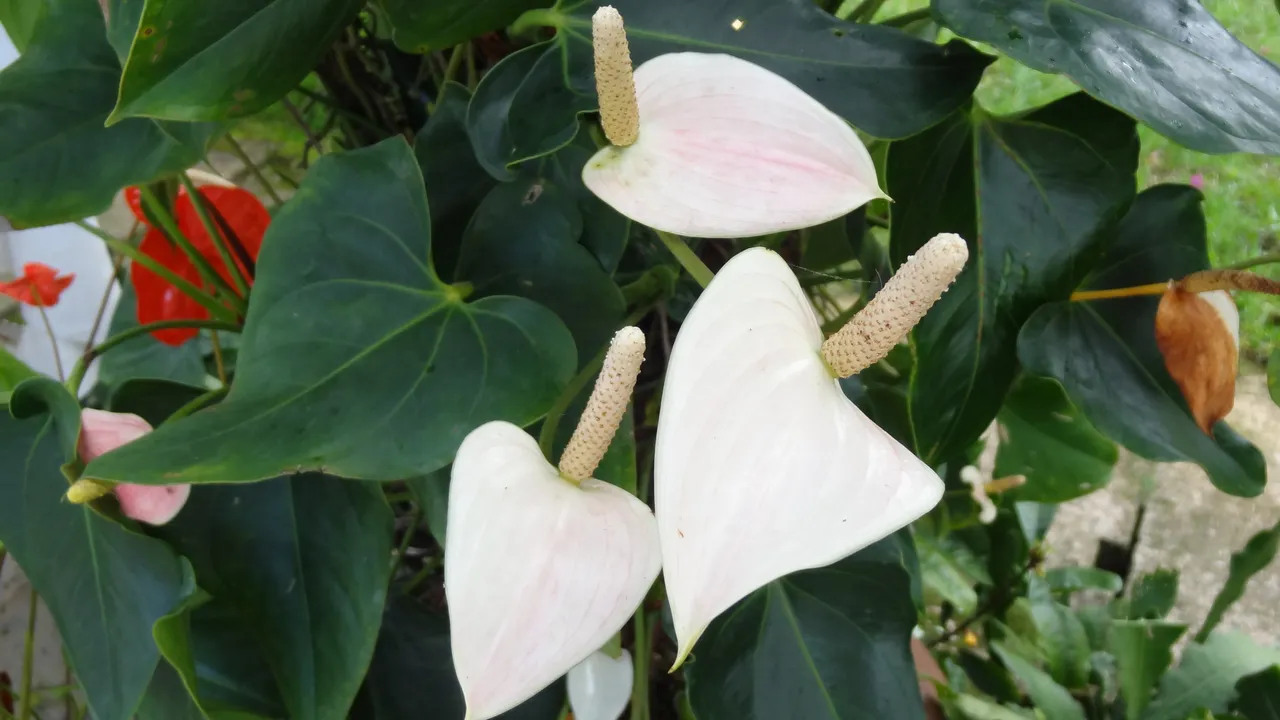 flower4.JPG