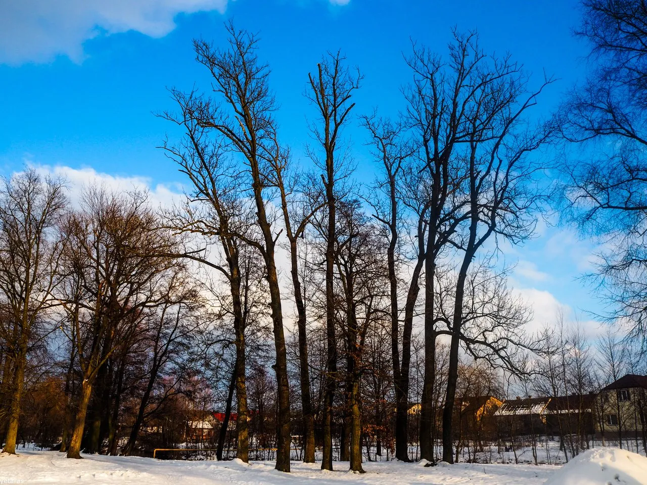 trees near the shklo 1.jpg