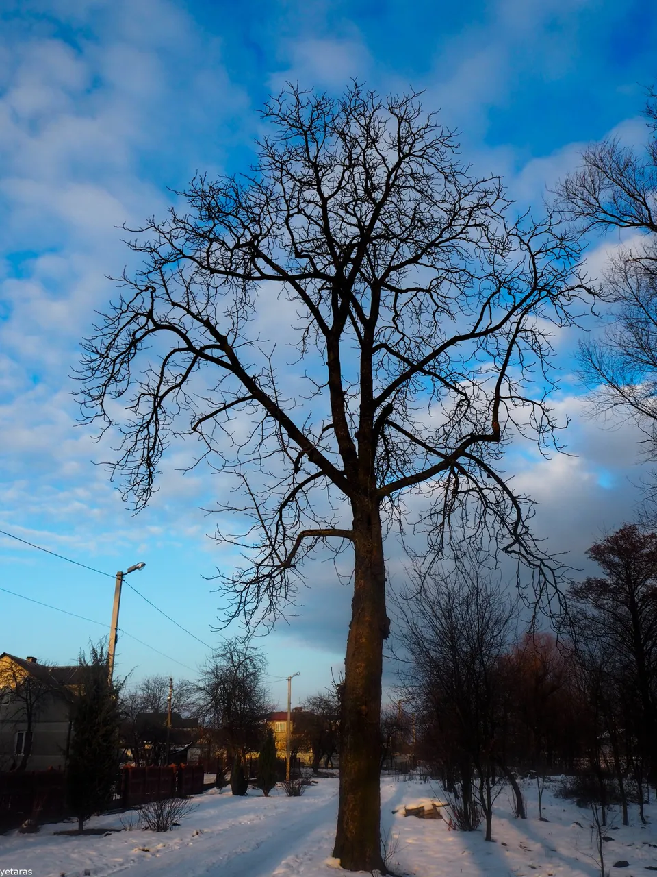 trees near the shklo 2.jpg