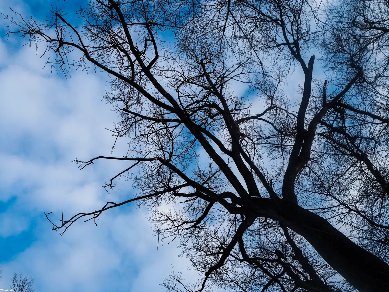 trees near the shklo 3.jpg