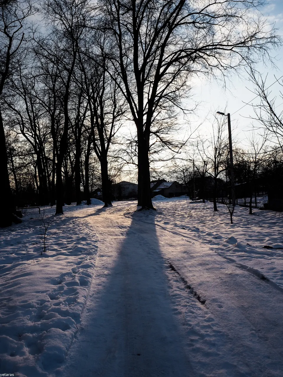 trees near the shklo 4.jpg