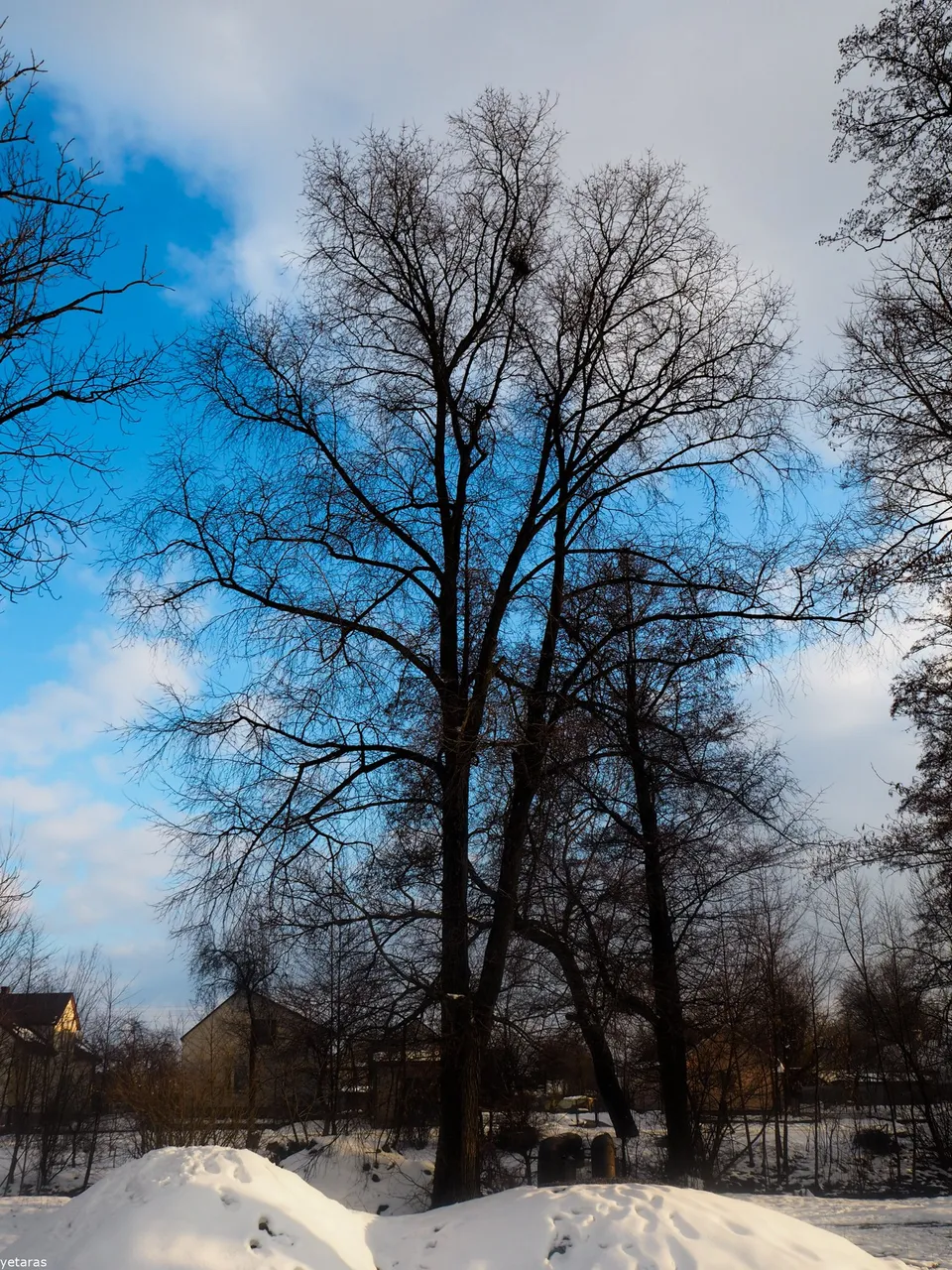 trees near the shklo 5.jpg