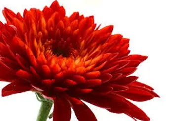 Chrysanthemum Flower.jpg