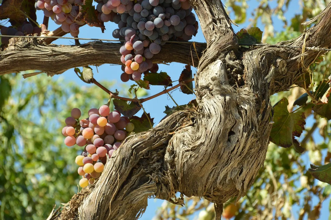 tree-3176243_1920.jpg
