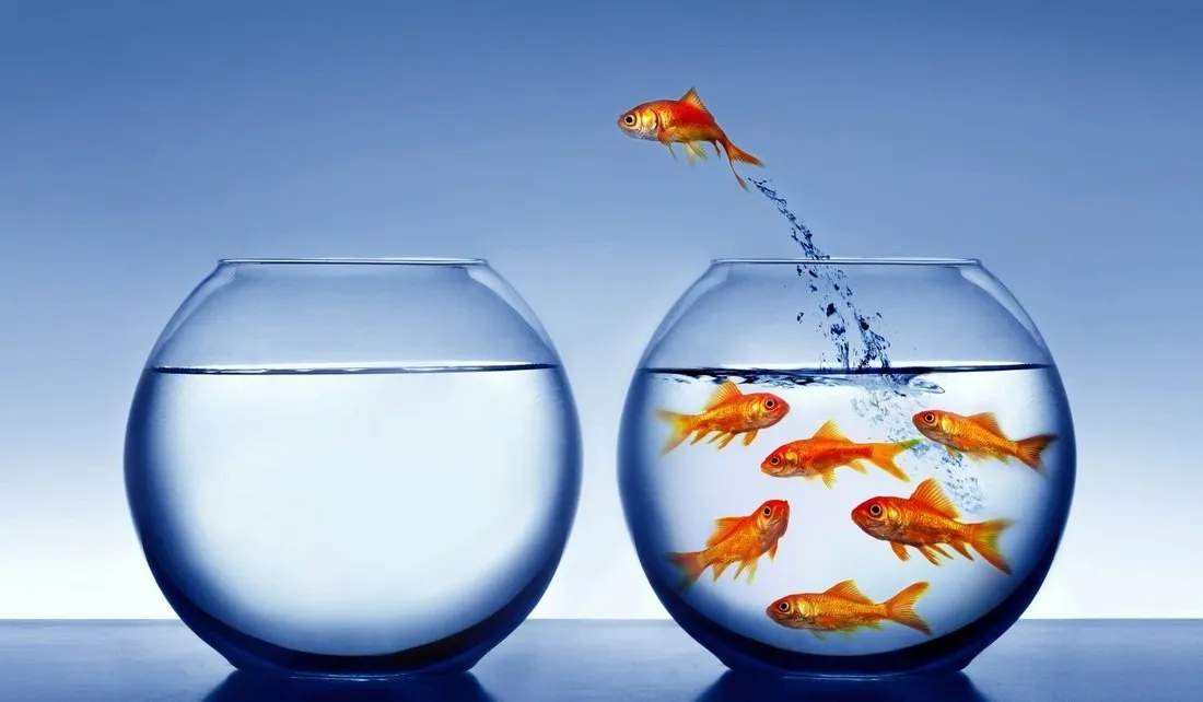 fish.jpg