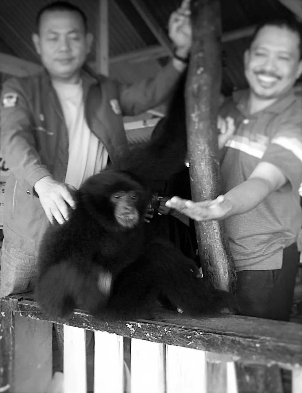 Siamang.jpg