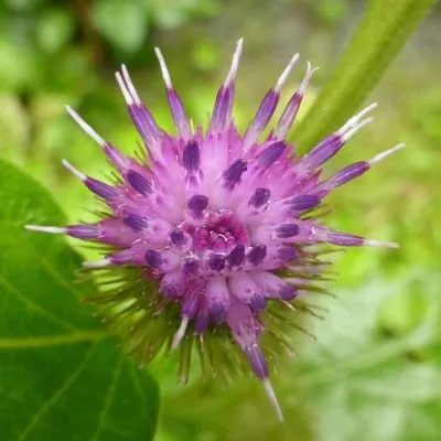 SmallBurdock.jpg