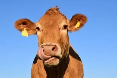 cow-1715829__480.jpg