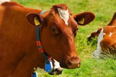 cow-1509258__480.jpg