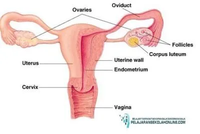 alat-reproduksi-wanita-bagian-dalam33.jpg