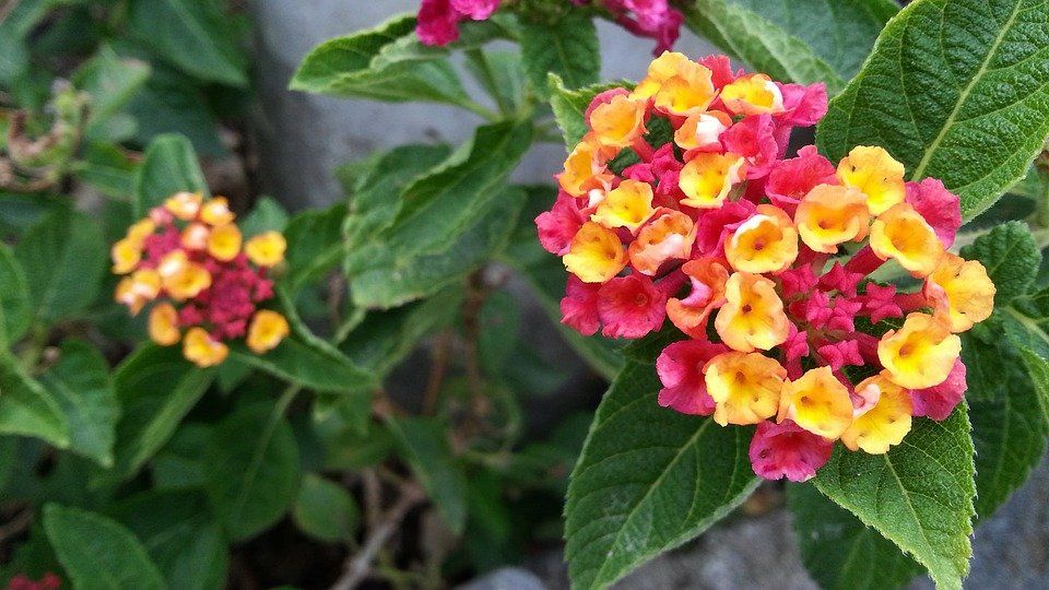 lantana-camara-mutabilis-1197185_960_720.jpg
