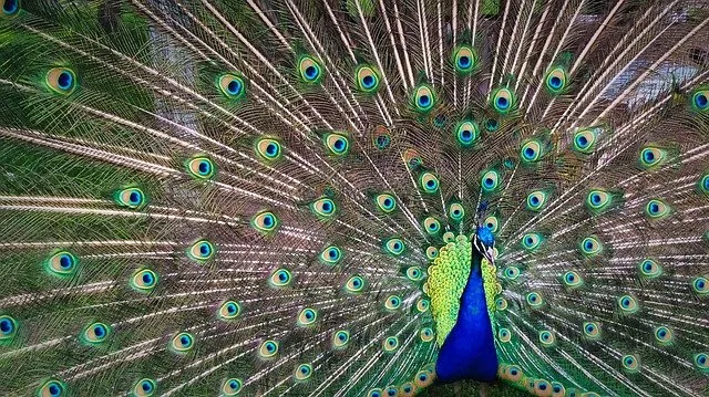 peacock-1246843_640.jpg