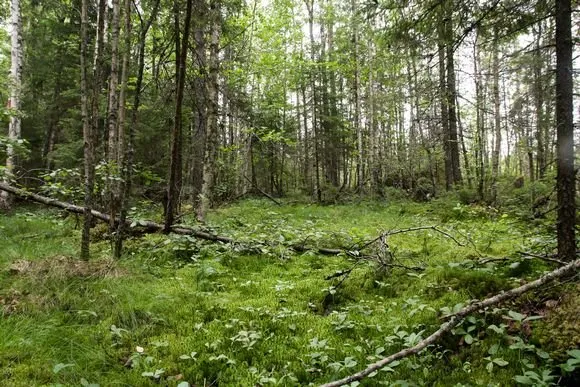 16 Pieksämäki_Leväsenlampi_kuva_Mari Oja Frilander.JPG