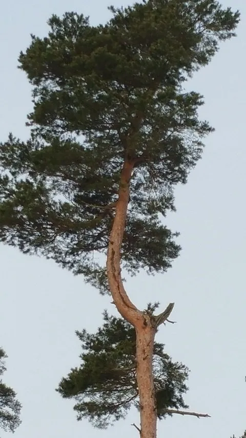 Mighty Pine1.jpg