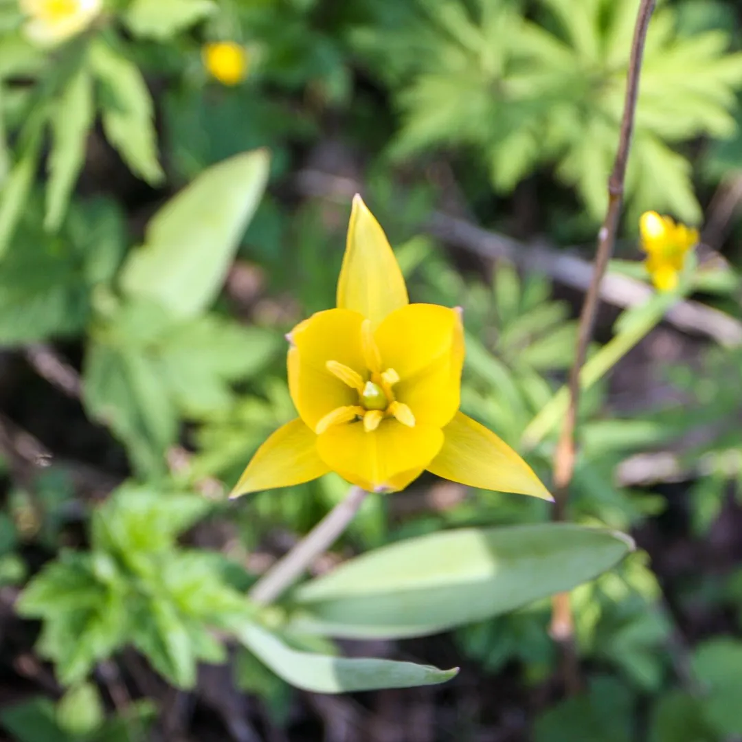 yellowflower-002.jpg