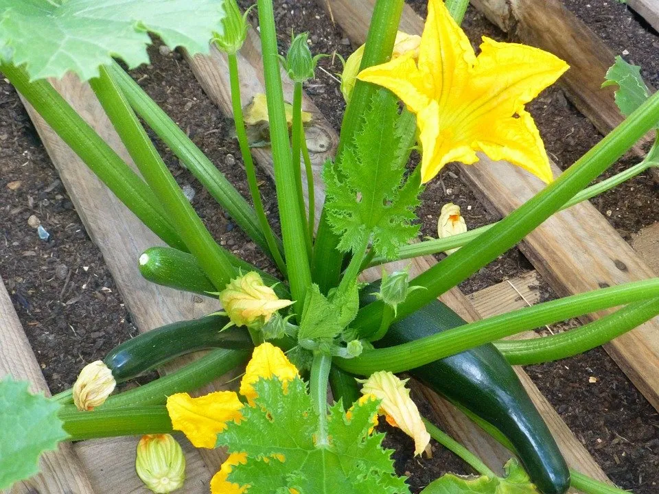 zucchini-443679_960_720.jpg