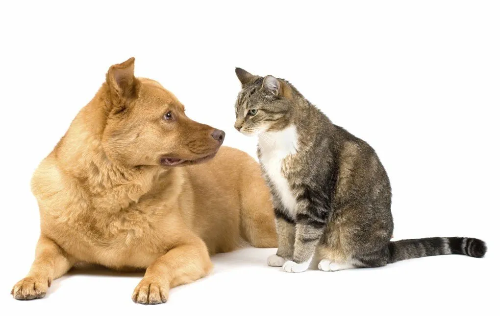 2017-03-27-12-21-24-catanddog1.jpg