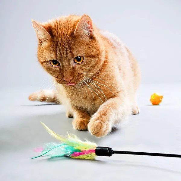 2017-03-27-12-24-20-1catsandplayfeathertoy.jpg