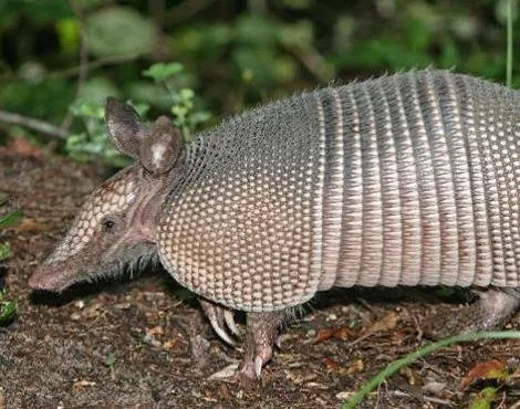 armadillo.jpg