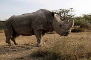 Sudan-White-Rhino1.jpg