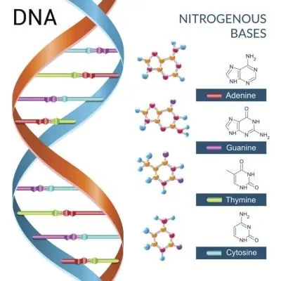 dna-nitrogenous-bases.jpg