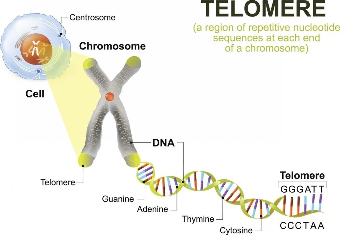 dna-telomere-diagram.jpg