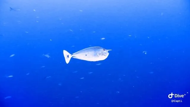e1cd536f27ac102ab0f693797781e3b9