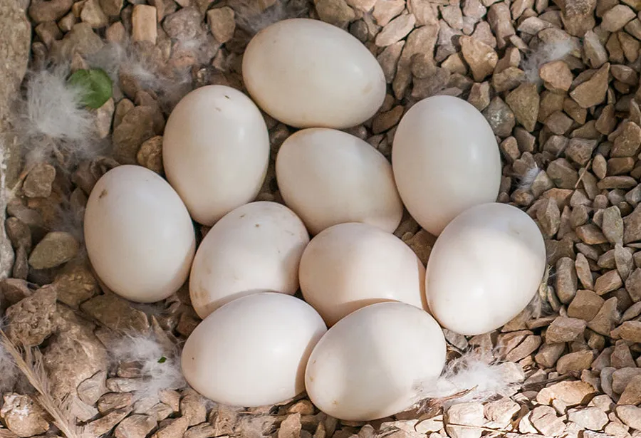 duck-egg.jpg