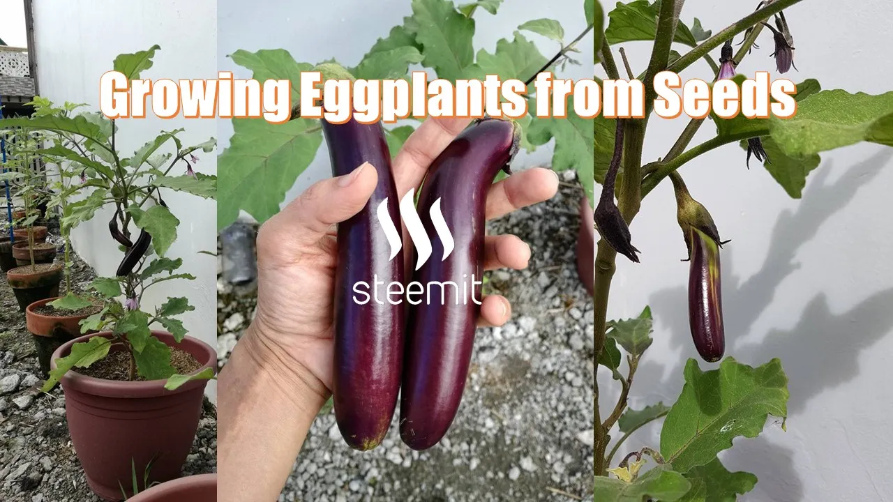 Eggplant.jpg