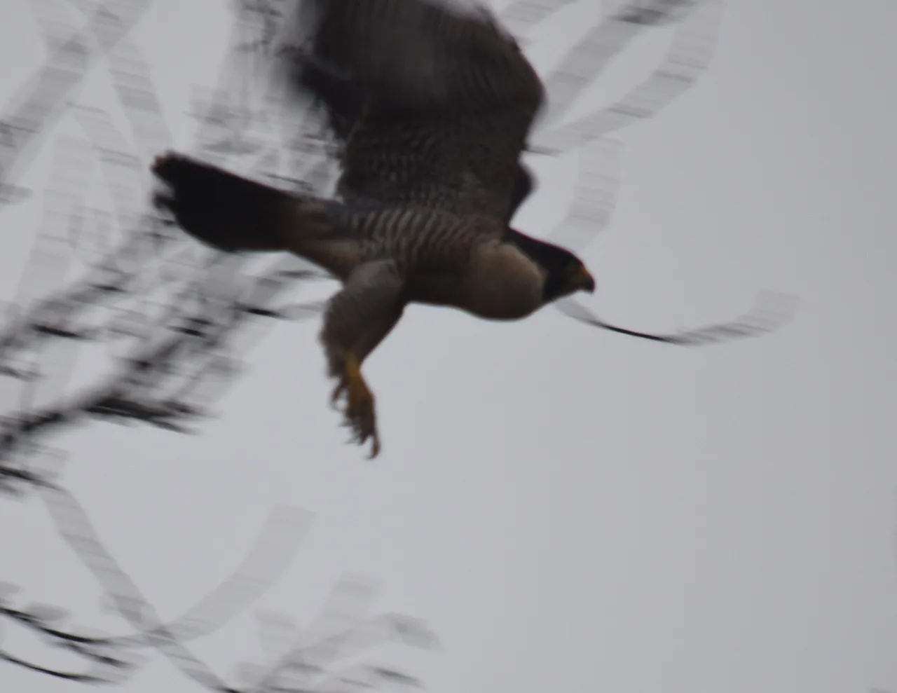 DSC_0650.jpg