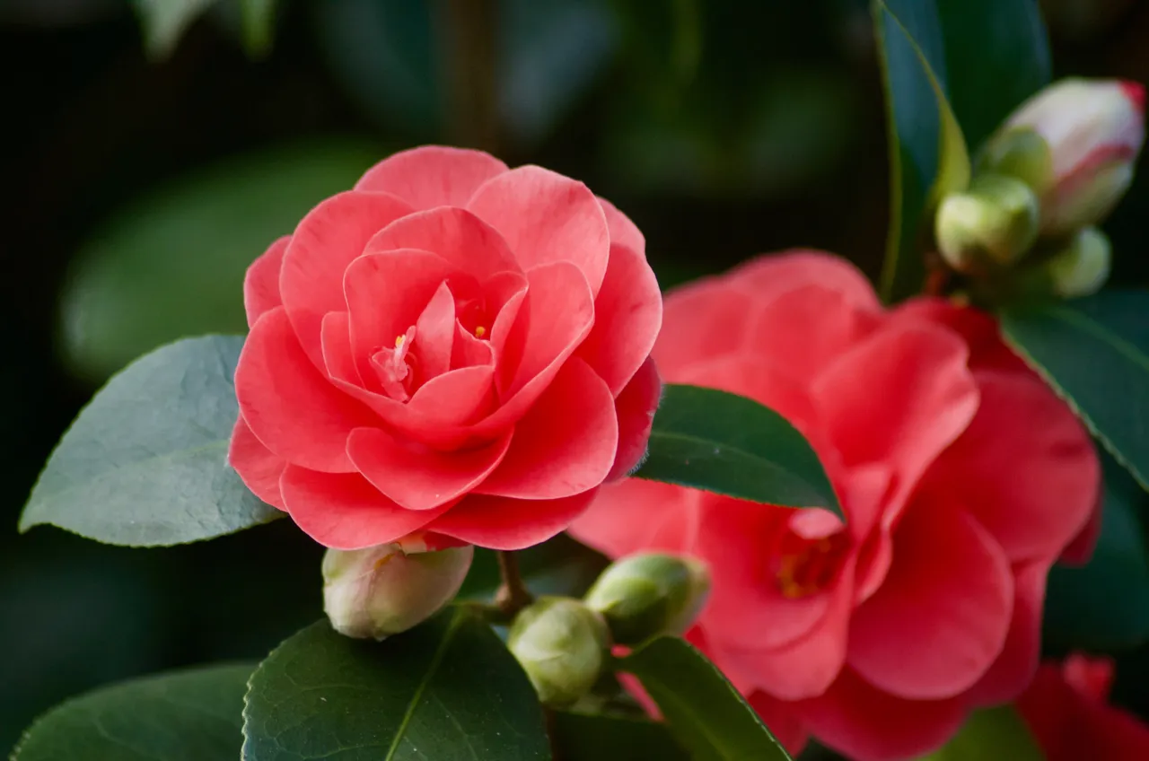 DSC_3660.jpg