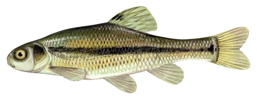 minnow-0.png