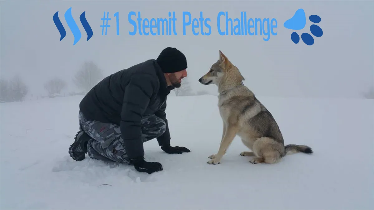 pets c.png