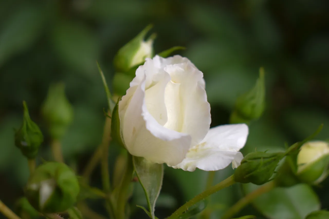 DSC_0084.jpg